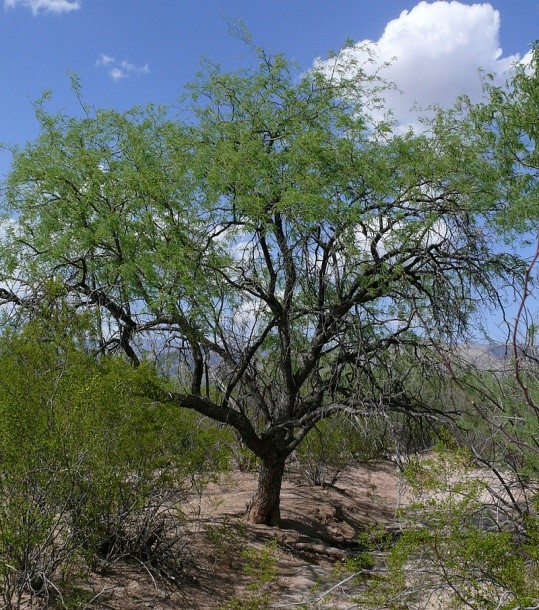 شجرة اللوسينا