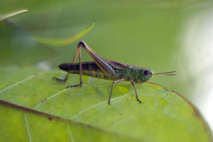 Grasshopper stand on the green leaf