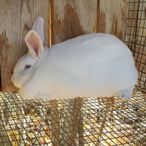 Rabbits Raising Culture Fur Breeding Meat 30 Books CD Cavy Fancier Skin Pet Rabbits Raising Culture Fur Breeding Meat 30 Books CD Cavy Fancier Skin Pet