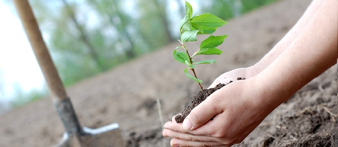 أهمية زراعة الأشجار والنباتات في التخفيف من تغير المناخ موقع
